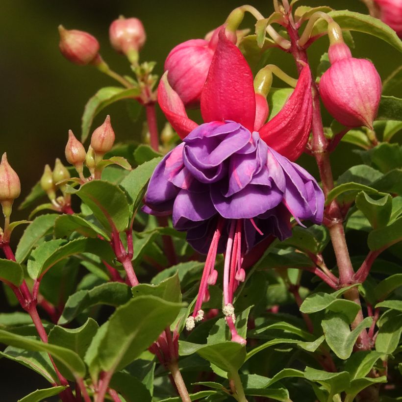 Fuchsia Winston Churchill (Blüte)