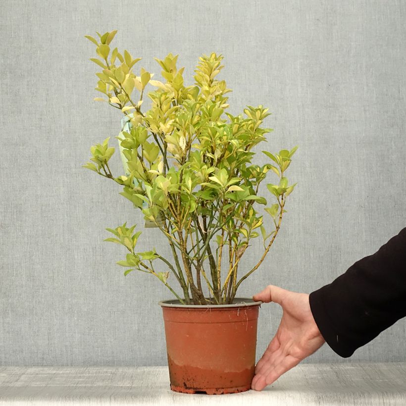 Example of Japanischer Spindelstrauch Duc d'Anjou - Euonymus japonicus Topf mit 3L/4L as you get in automne