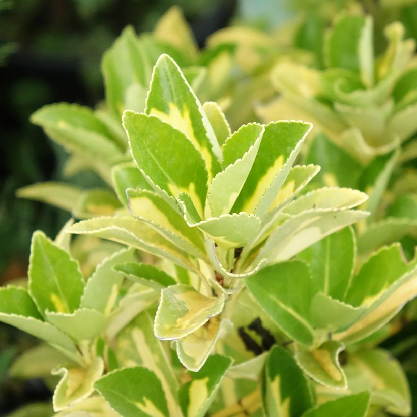 Japanischer Spindelstrauch Duc d'Anjou - Euonymus japonicus (Foliage)