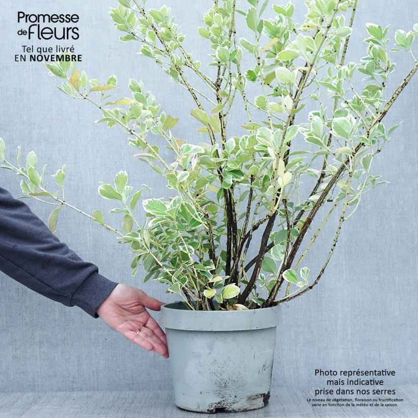 Example of Japanischer Spindelstrauch Silver King - Euonymus japonicus Topf mit 7,5L/10L as you get in automne
