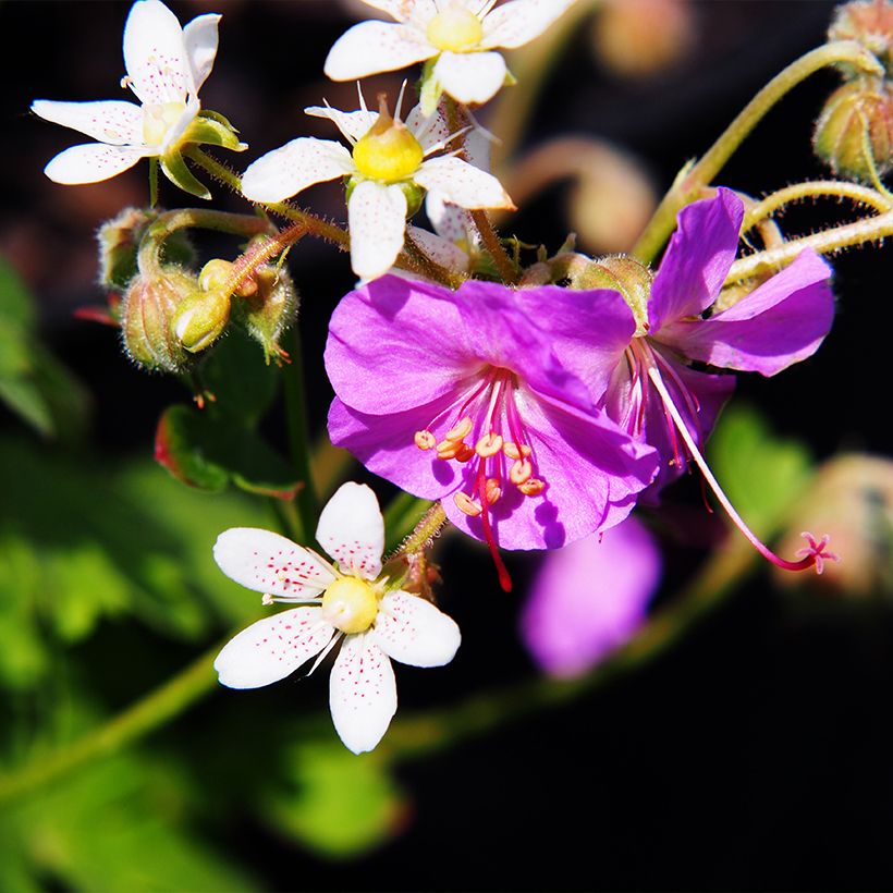Geranium cantabrigiense Cambridge - Cambridge Storchschnabel (Flowering)
