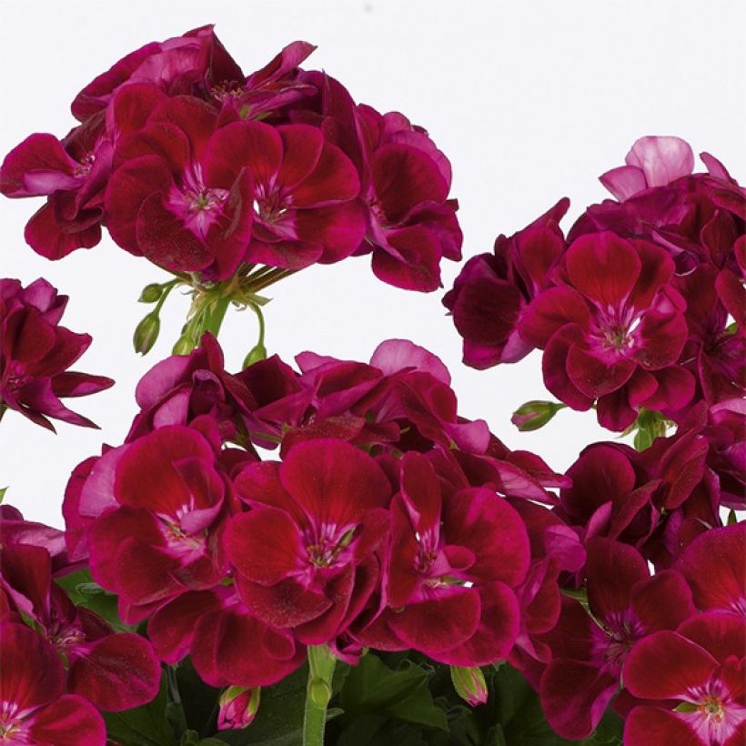 Zonal-Pelargonie Flower Fairy Velvet - Pelargonium (Flowering)
