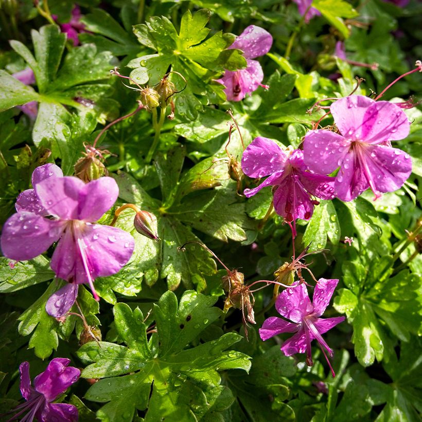 Geranium cantabrigiense Crystal Rose - Cambridge Storchschnabel (Flowering)