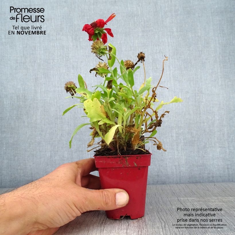 Example of Kokardenblume Arizona Red Shades - Gaillardia grandiflora Kleine Töpfe von 8/9 cm as you get in automne