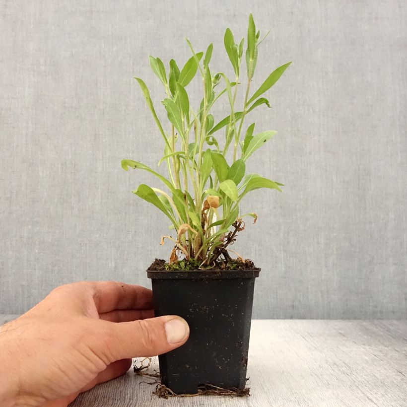 Exemplar von Kokardenblume Arizona Red Shades - Gaillardia grandiflora Kleine Töpfe von 8/9 cm wie im Frühjahr geliefert