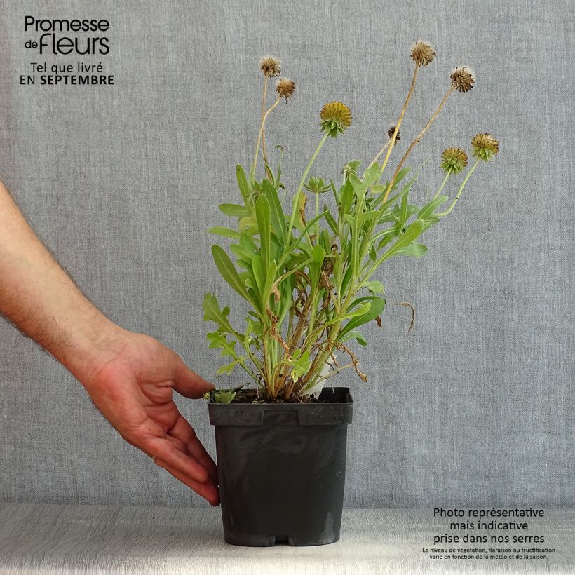 Example of Kokardenblume Kobold - Gaillardia grandiflora Topf mit 2L/3L as you get in ete