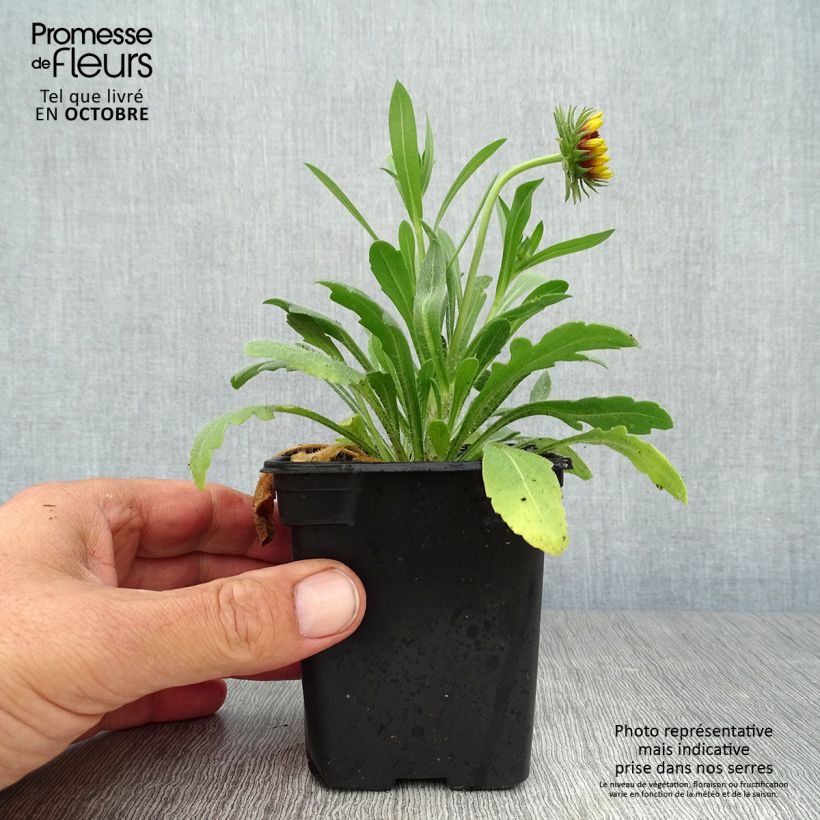 Example of Kokardenblume Lutin - Gaillardia Kleine Töpfe von 7/8 cm as you get in automne
