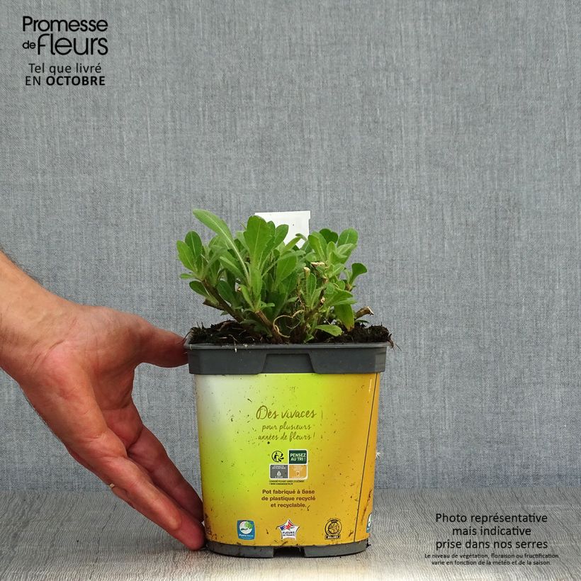 Example of Kokardenblume Mesa Bright Color - Gaillardia aristata Topf mit 2L/3L as you get in automne