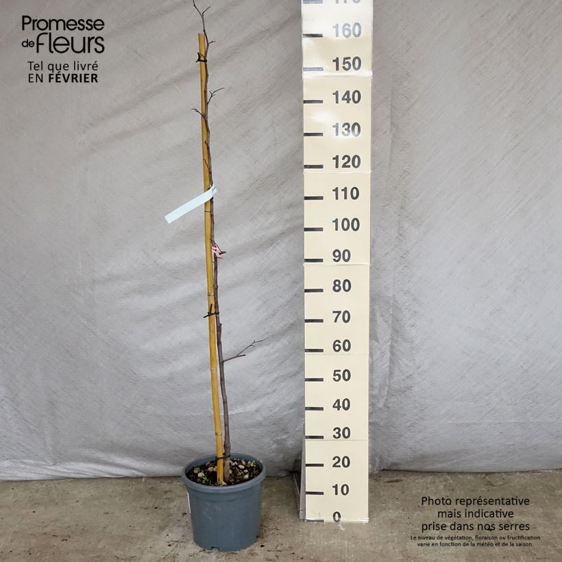 Exemplar von Kanadischer Judasbaum Cascading Hearts - Cercis canadensis Topf mit 7,5L/10L wie im Winter geliefert