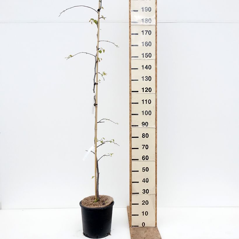 Exemplar von Kanadischer Judasbaum Cascading Hearts - Cercis canadensis Topf mit 7,5L/10L wie im Frühjahr geliefert
