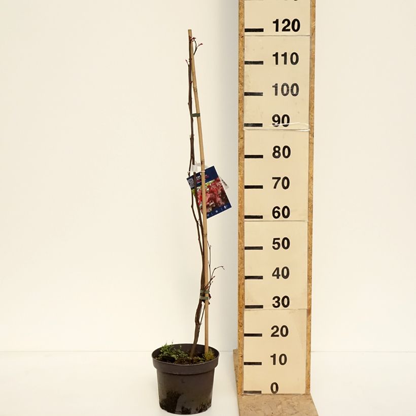 Exemplar von Kanadischer Judasbaum Red Force - Cercis canadensis Topf mit 7,5L/10L wie im Frühjahr geliefert