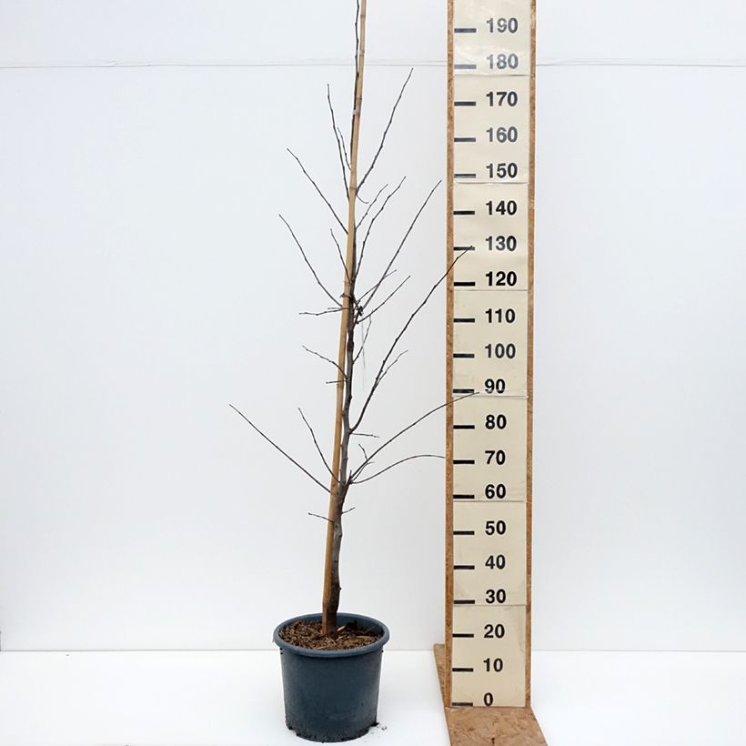 Exemplar von Kanadischer Judasbaum Royal White - Cercis canadensis Topf mit 12L/15L wie im Herbst geliefert