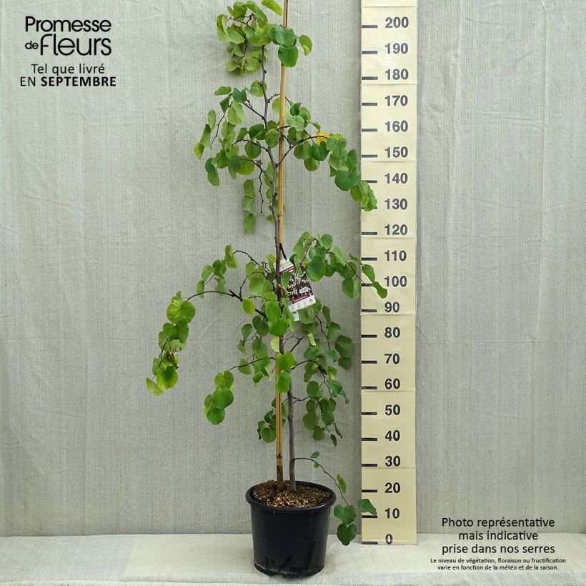 Example of Kanadischer Judasbaum Royal White - Cercis canadensis Topf mit 12L/15L as you get in ete