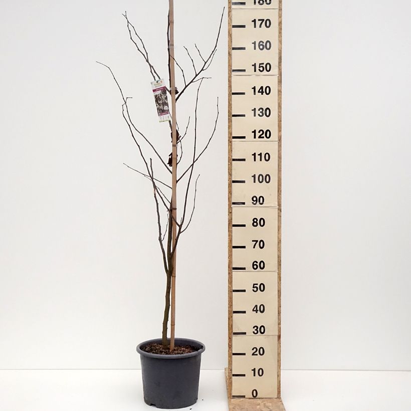Exemplar von Kanadischer Judasbaum Royal White - Cercis canadensis Topf mit 12L/15L wie im Winter geliefert