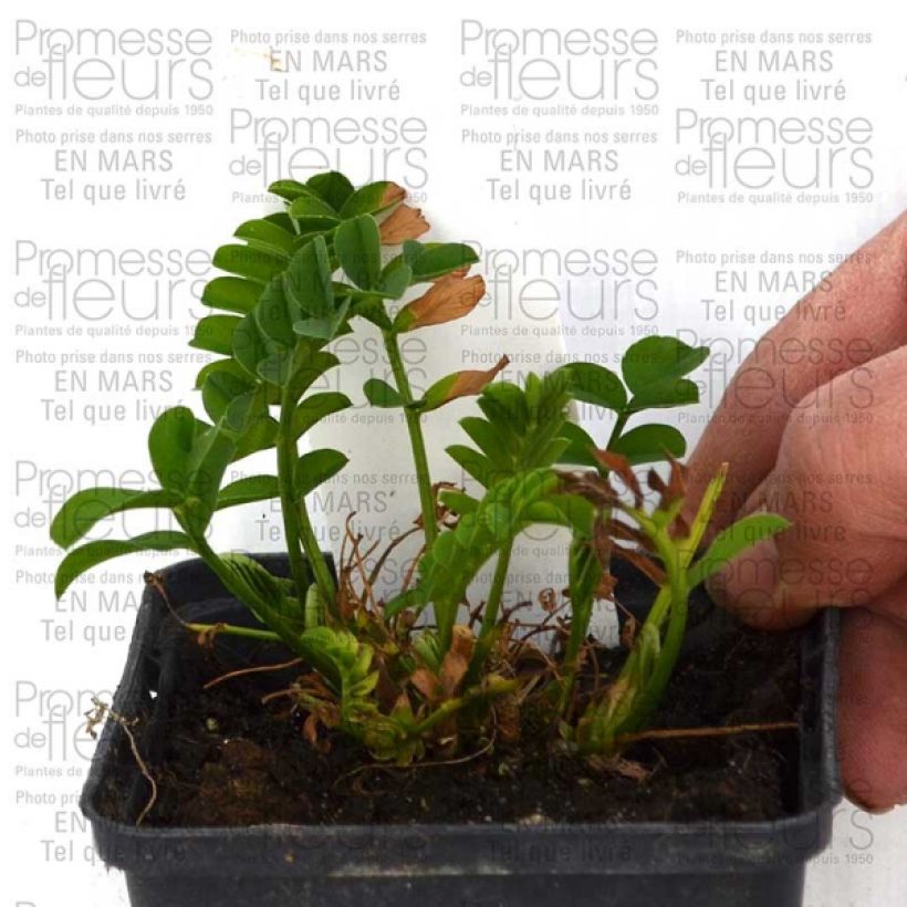 Example of Galega hartlandii Lady Wilson - Weiße Geißraute Kleine Töpfe von 8/9 cm as you get
