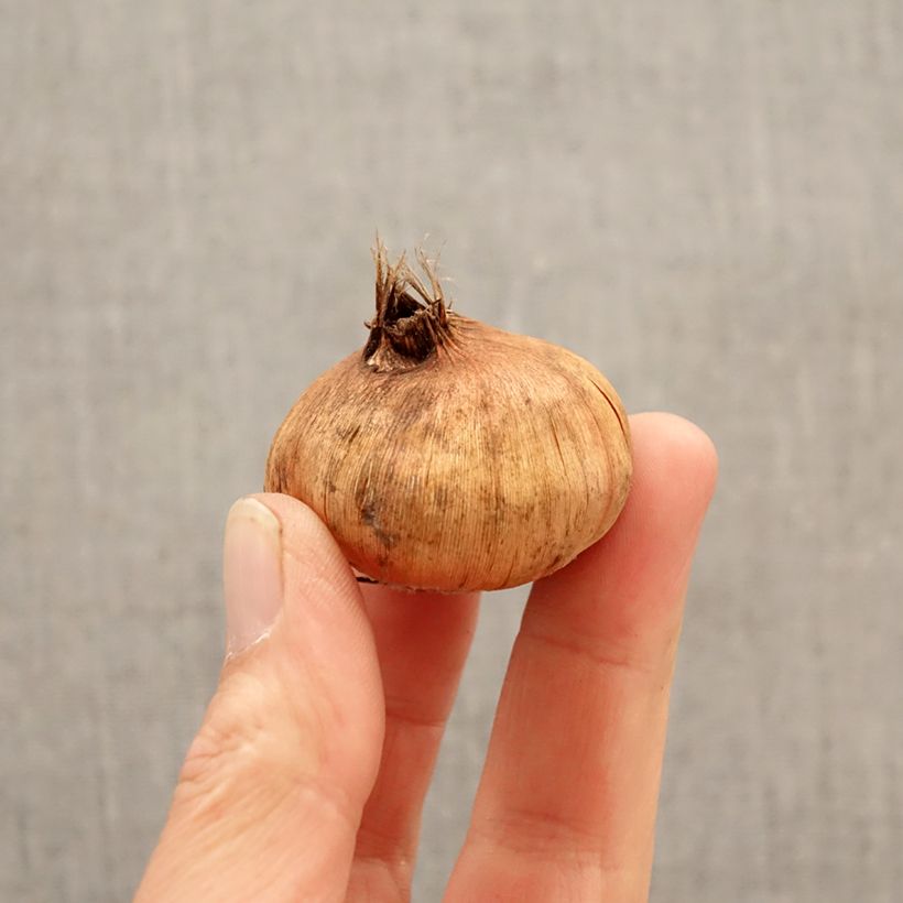 Exemplar von Großblütige Gladiole Tricolore - Gladiolus Zwiebel Kaliber/Größe 12/14 wie im Frühjahr geliefert