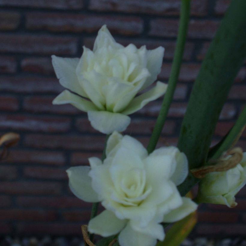 Galtonia candicans Moonbeam - Riesenhyazinthe (Flowering)