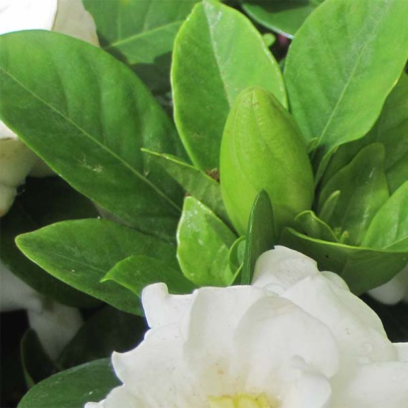 Gardenie Crown Jewel - Gardenia jasminoides (Foliage)