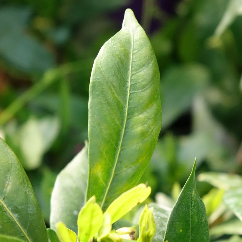 Gardenie Celestial Star - Gardenia jasminoides (Foliage)