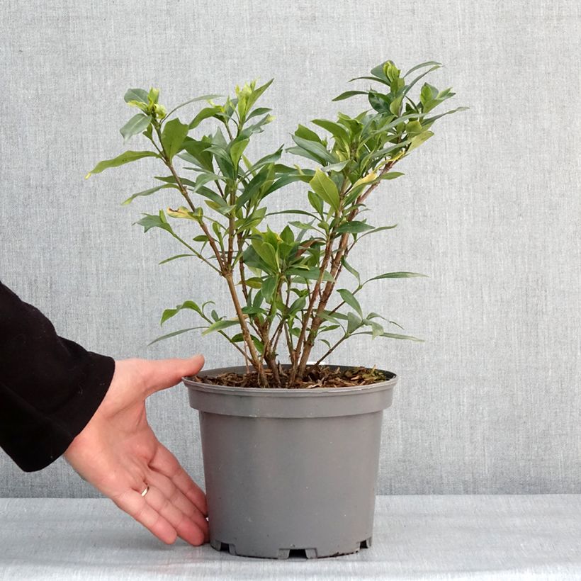 Example of Gardenie Celestial Star - Gardenia jasminoides Topf mit 3L/4L as you get in hiver