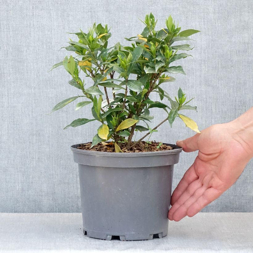 Exemplar von Gardenie Celestial Star - Gardenia jasminoides Topf mit 3L/4L wie im Frühjahr geliefert