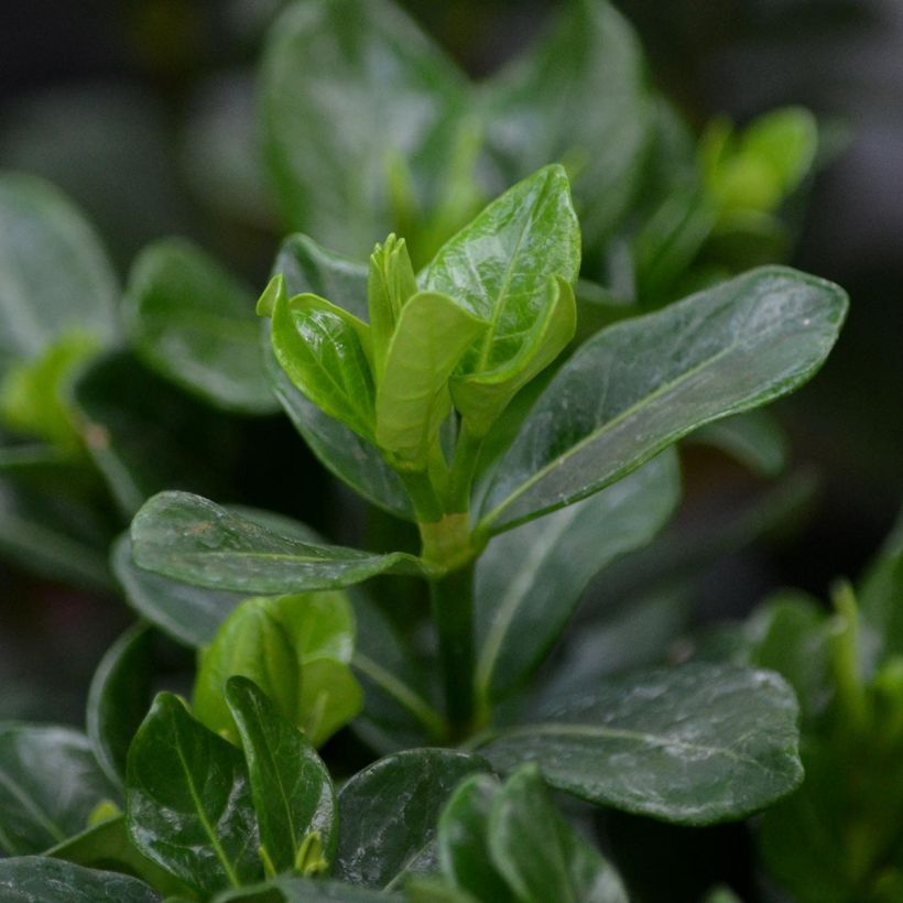 Gardenie Kleim's Hardy - Gardenia jasminoides (Foliage)