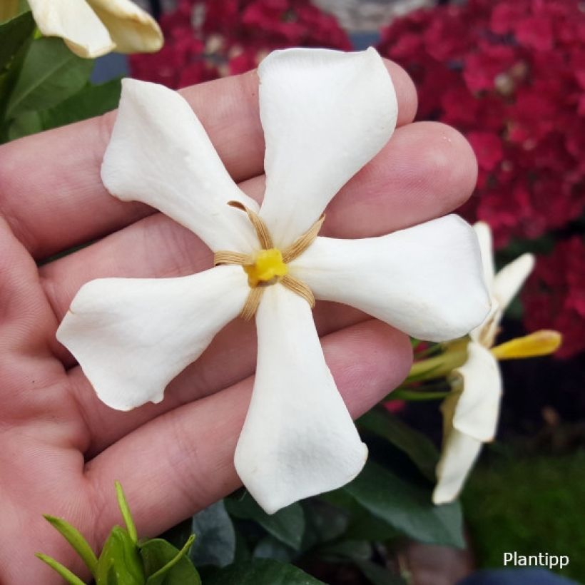 Gardenie Pinwheel - Gardenia jasminoides (Flowering)