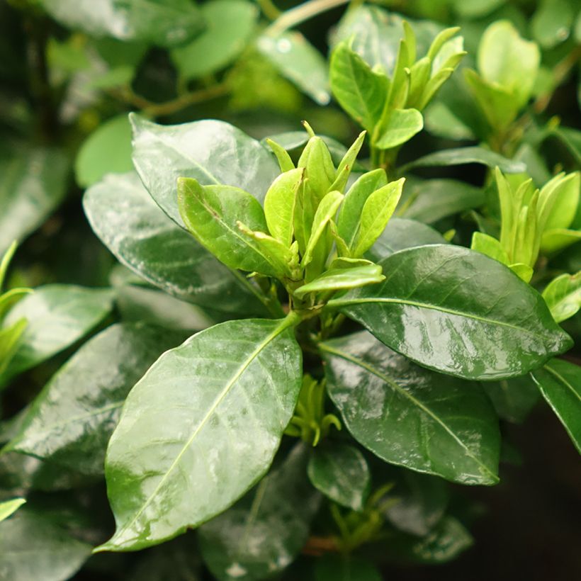 Gardenie Pinwheel - Gardenia jasminoides (Foliage)