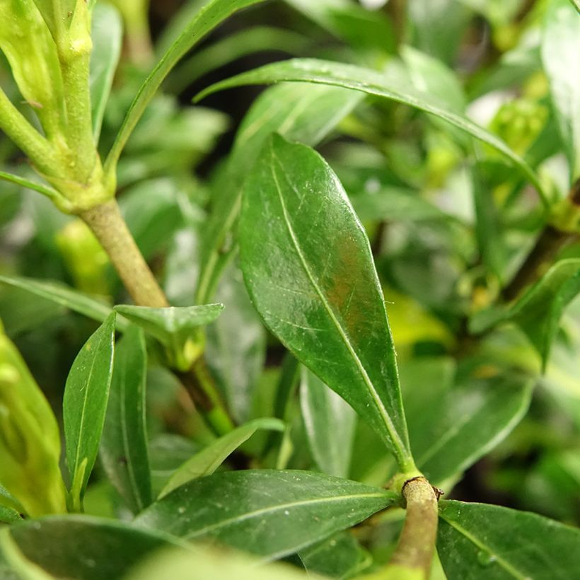 Gardenie Sweetheart - Gardenia jasminoides (Foliage)