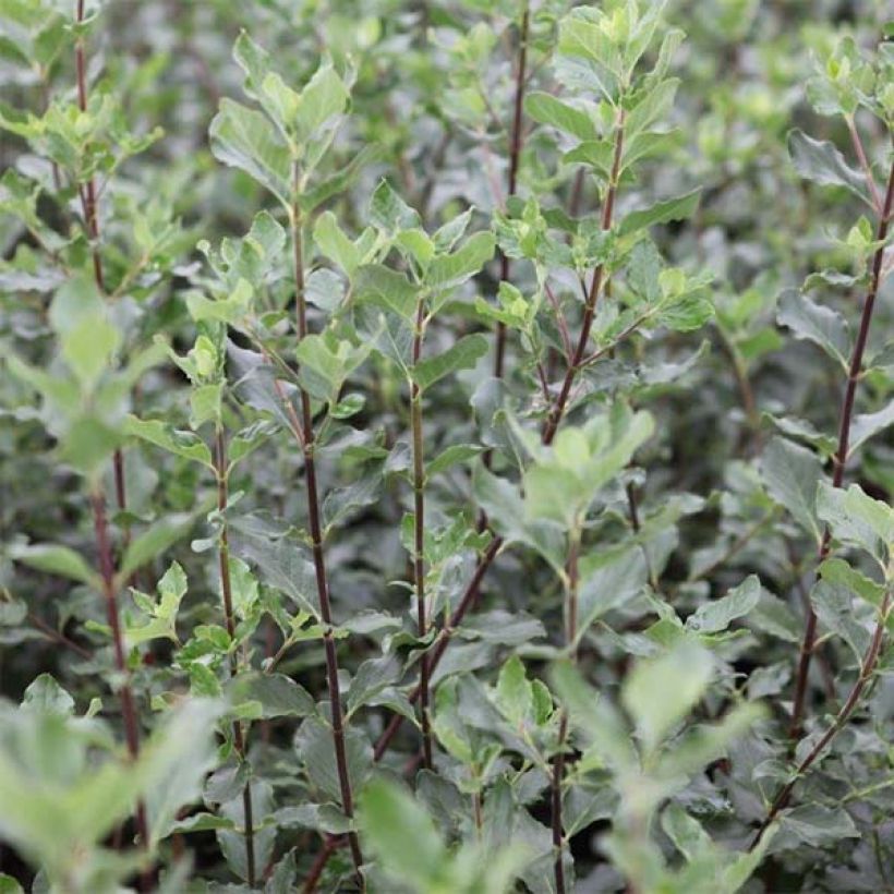 Garrya elliptica - Spalier-Becherkätzchen (Foliage)