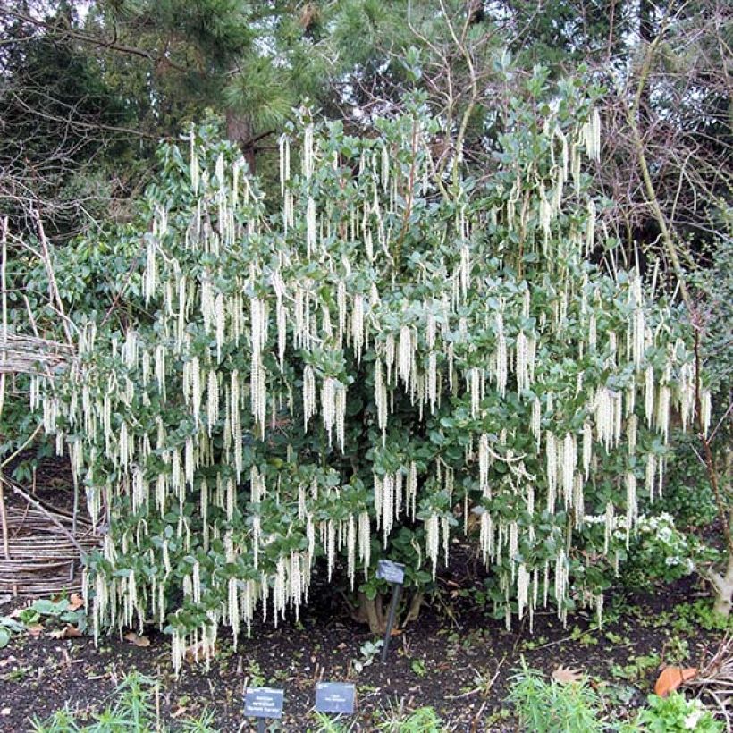 Garrya elliptica - Spalier-Becherkätzchen (Plant habit)