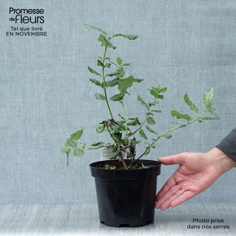 Example of Garrya elliptica - Spalier-Becherkätzchen Topf mit 2L/3L as you get in automne
