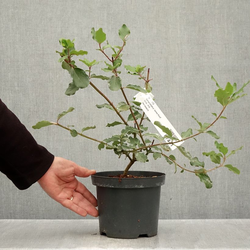 Exemplar von Garrya elliptica James Roof - Spalier-Becherkätzchen Topf mit 2L/3L wie im Herbst geliefert