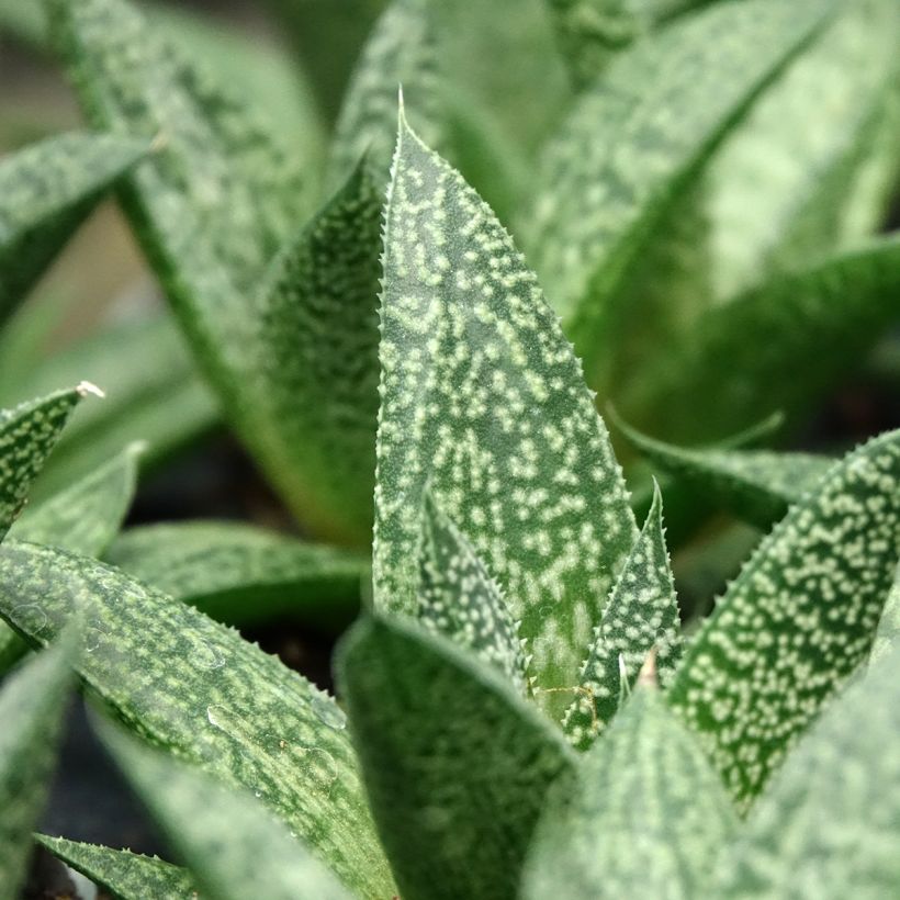 Gasteria D. Delta (Laub)