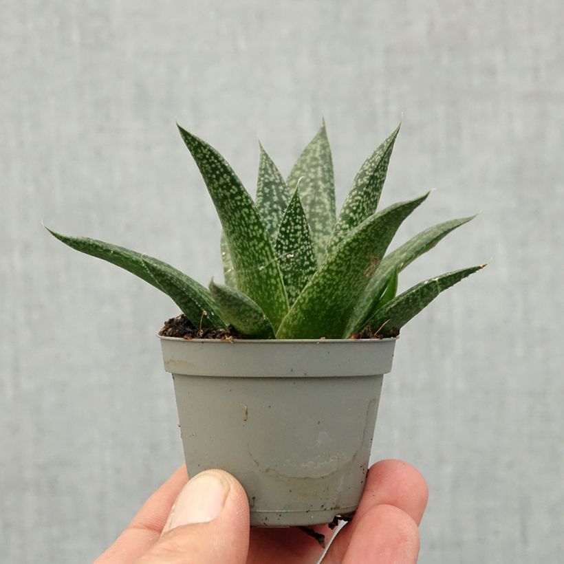 Exemplar von Gasteria D. Delta Mini-Pflanze wie im Frühjahr geliefert