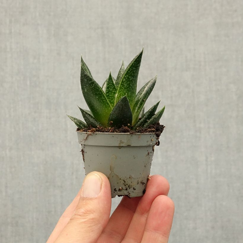 Exemplar von Gasteria D. Due Mini-Pflanze wie im Frühjahr geliefert