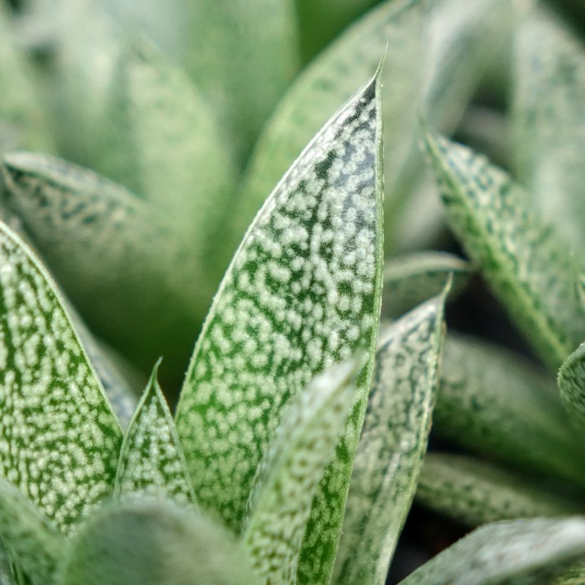 Gasteria D. Nella (Laub)