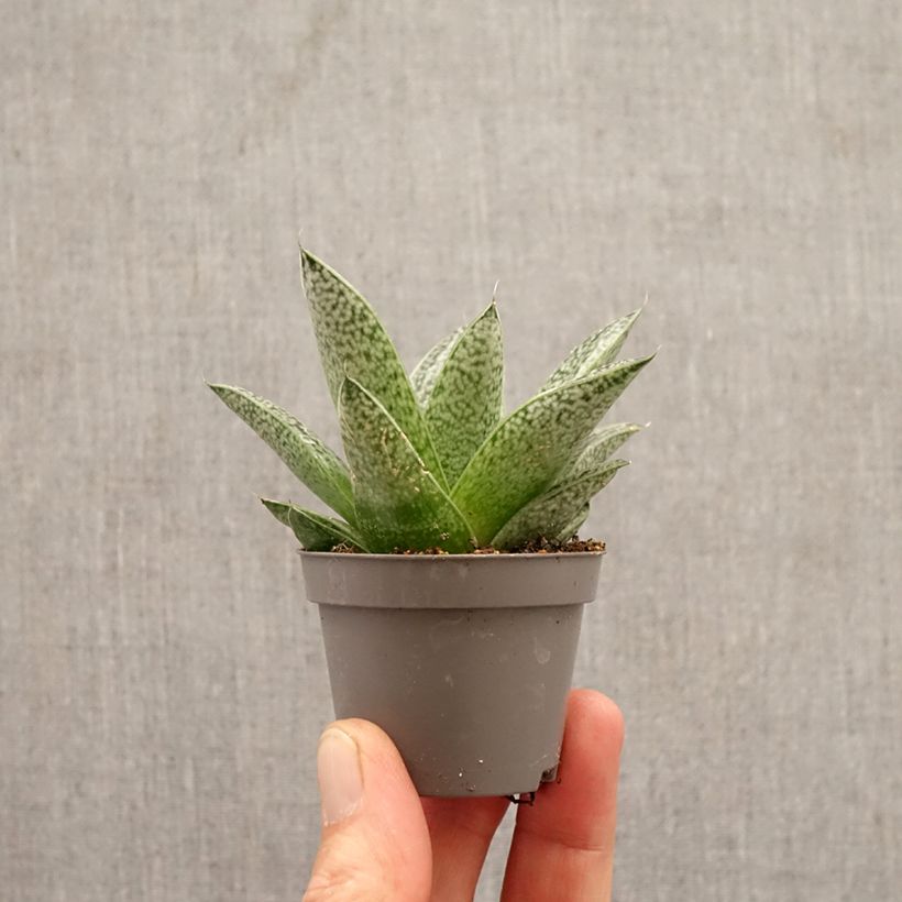 Exemplar von Gasteria D. Nella Mini-Pflanze wie im Frühjahr geliefert