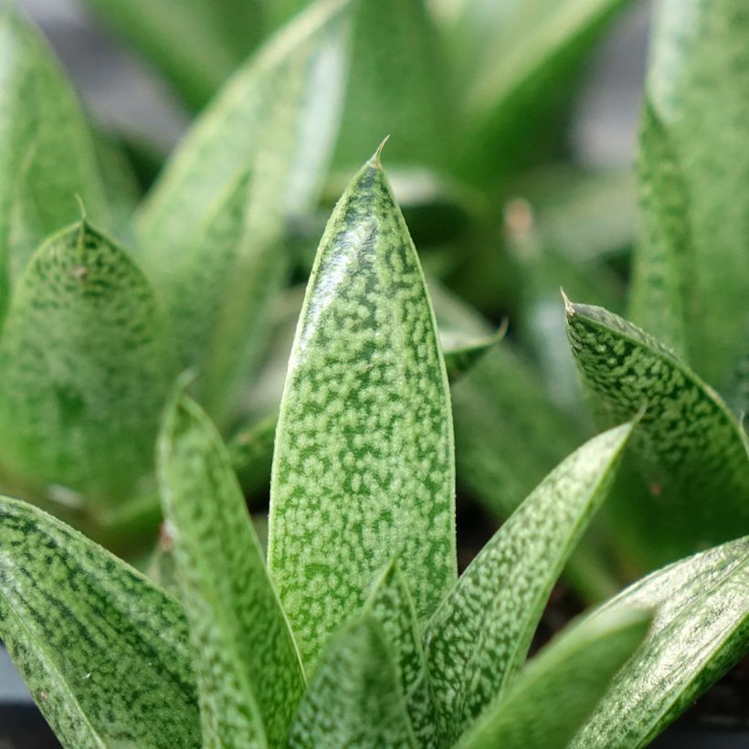 Gasteria D. Tiga (Laub)