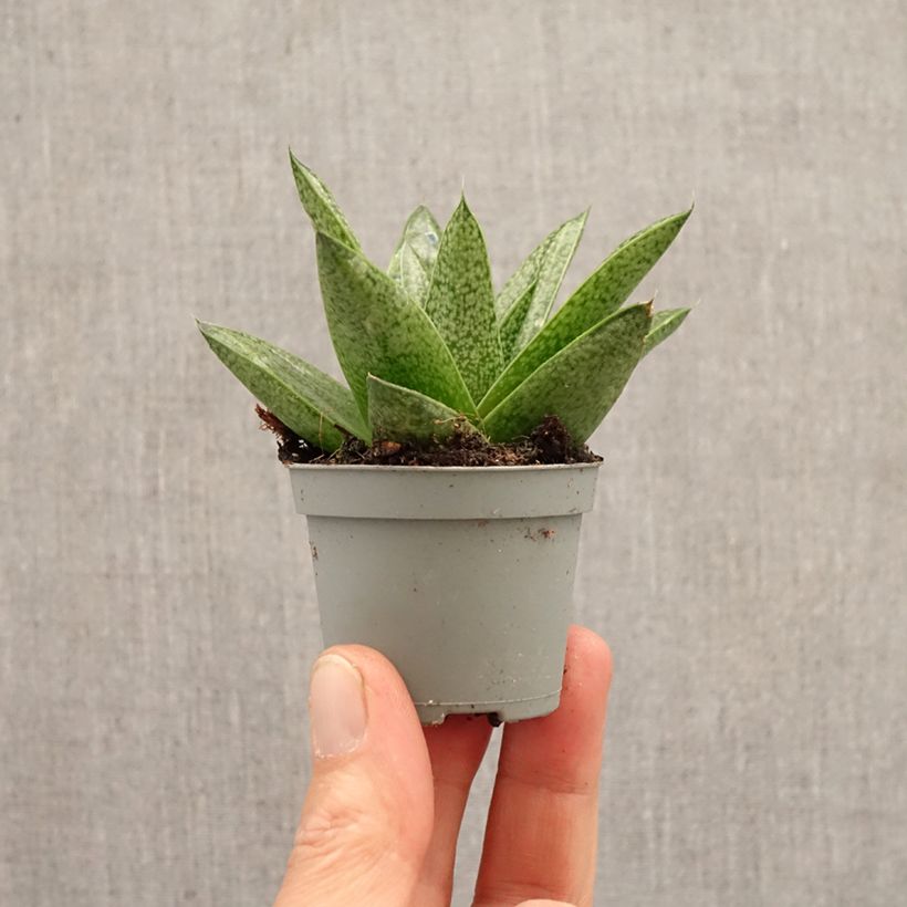 Exemplar von Gasteria D. Tiga Mini-Pflanze wie im Frühjahr geliefert