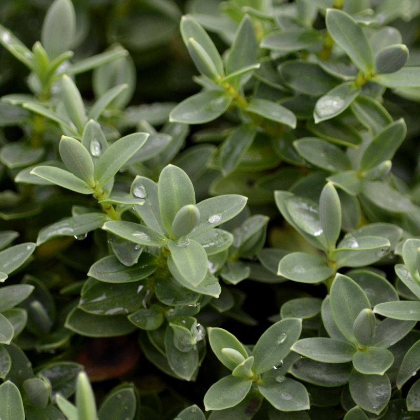 Gaultheria procumbens - Scheinbeere (Foliage)