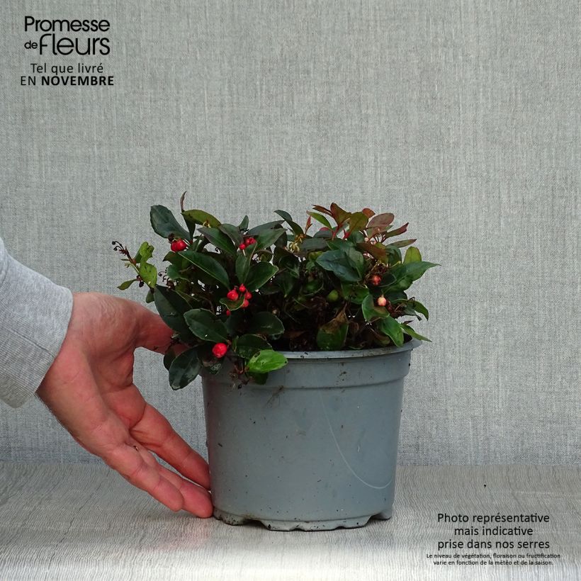 Example of Gaultheria procumbens - Scheinbeere Topf mit 2L/3L as you get in automne