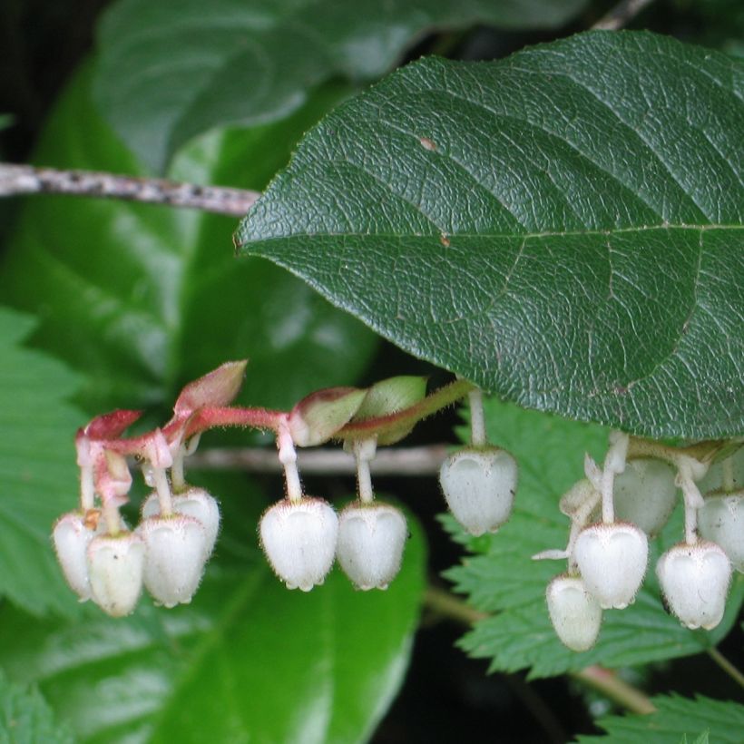 Gaultheria shallon - Shallon-Scheinbeere (Foliage)