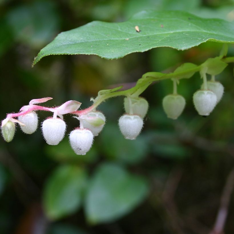 Gaultheria shallon - Shallon-Scheinbeere (Flowering)