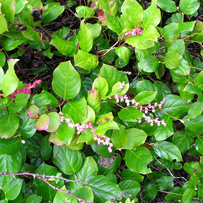 Gaultheria shallon - Shallon-Scheinbeere (Plant habit)