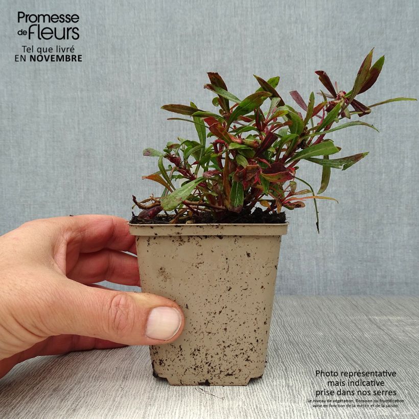 Example of Prachtkerze Crimson Butterfly - Gaura lindheimeri Kleine Töpfe von 8/9 cm as you get in automne