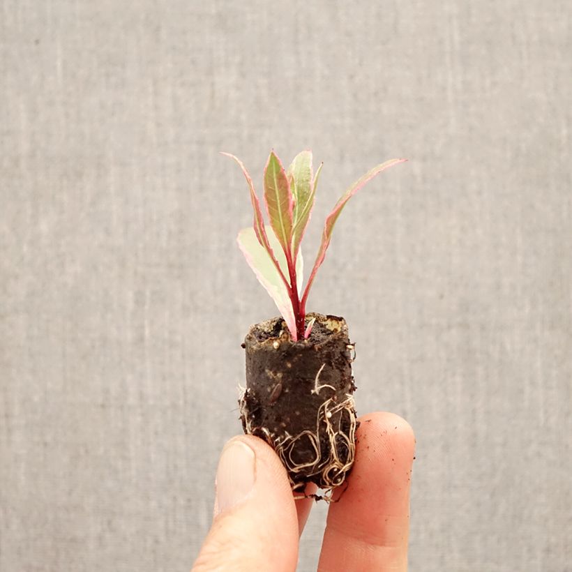 Exemplar von Prachtkerze EVERLAST Viva Nova - Gaura lindheimeri Mini-Plug Ø 3/4 cm wie im Frühjahr geliefert