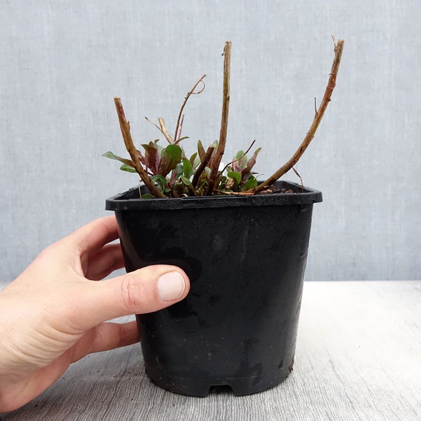 Exemplar von Prachtkerze Baby Butterfly Dark Pink - Gaura lindheimeri Topf mit 2L/3L wie im Frühjahr geliefert