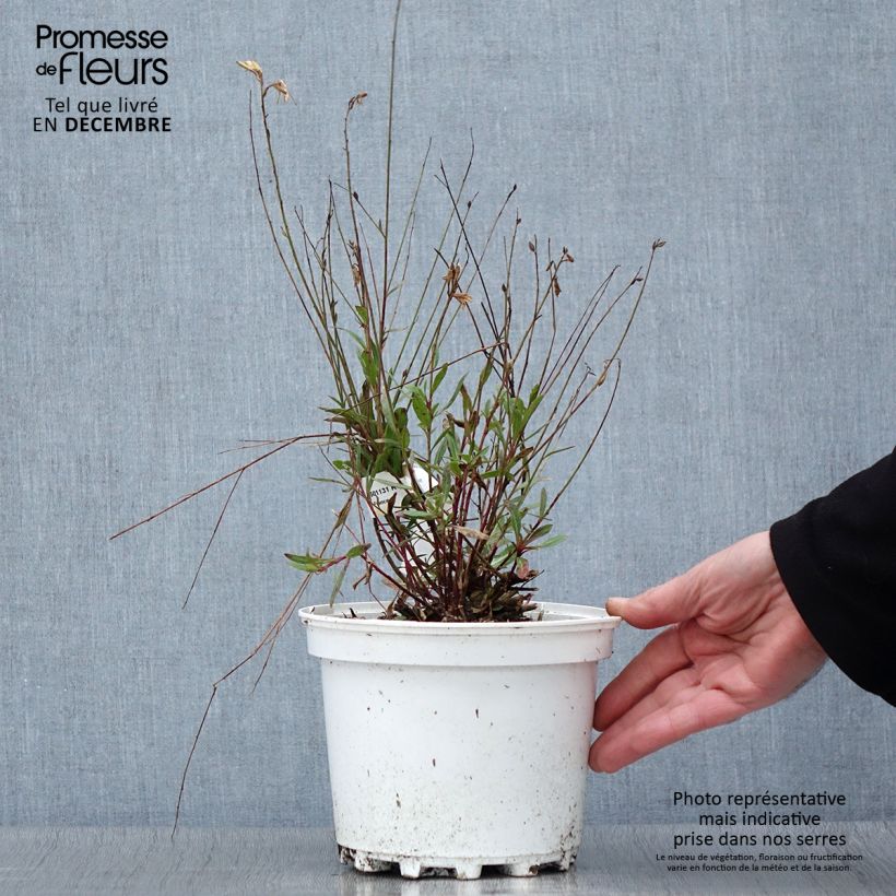Example of Prachtkerze White - Gaura lindheimeri Topf mit 2L/3L as you get in automne