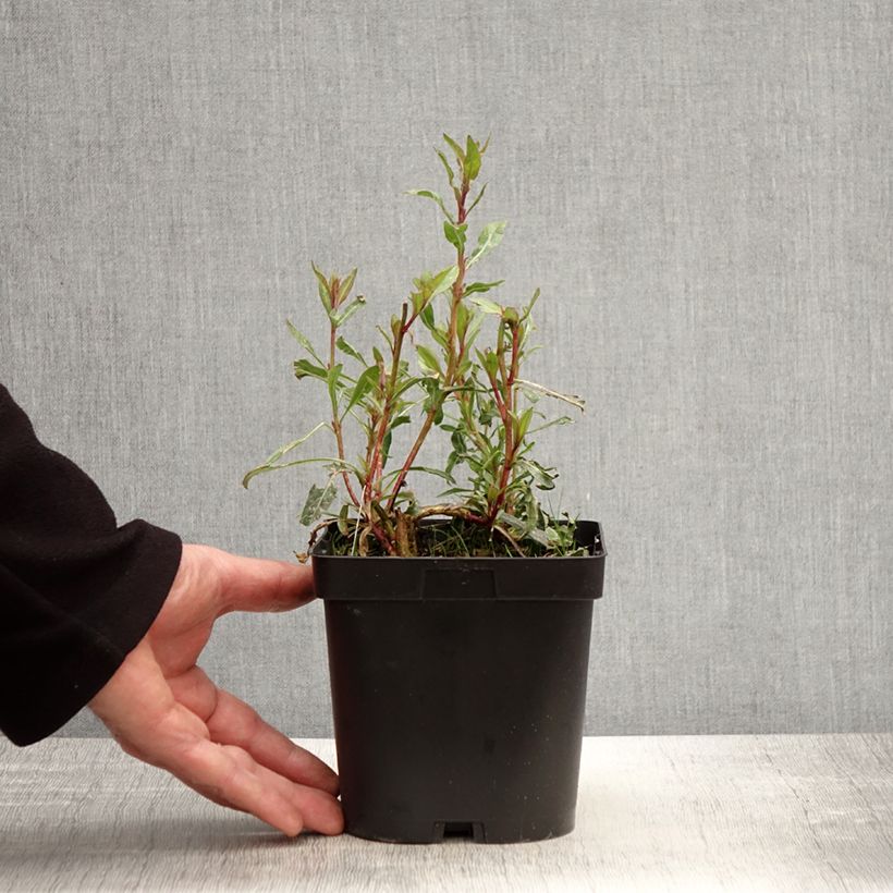 Exemplar von Prachtkerze Snowstorm - Gaura lindheimeri Topf mit 2L/3L wie im Frühjahr geliefert